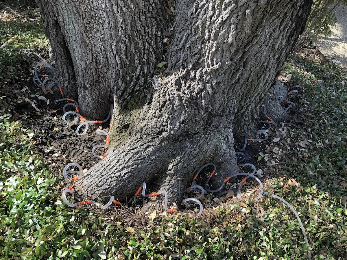 Detailed Tree Cabling and Bracing job site in Williams Bay