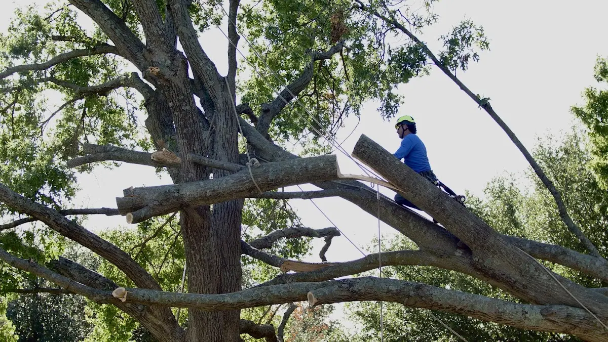 Professional Crown Thinning performed by certified arborists in Williams Bay