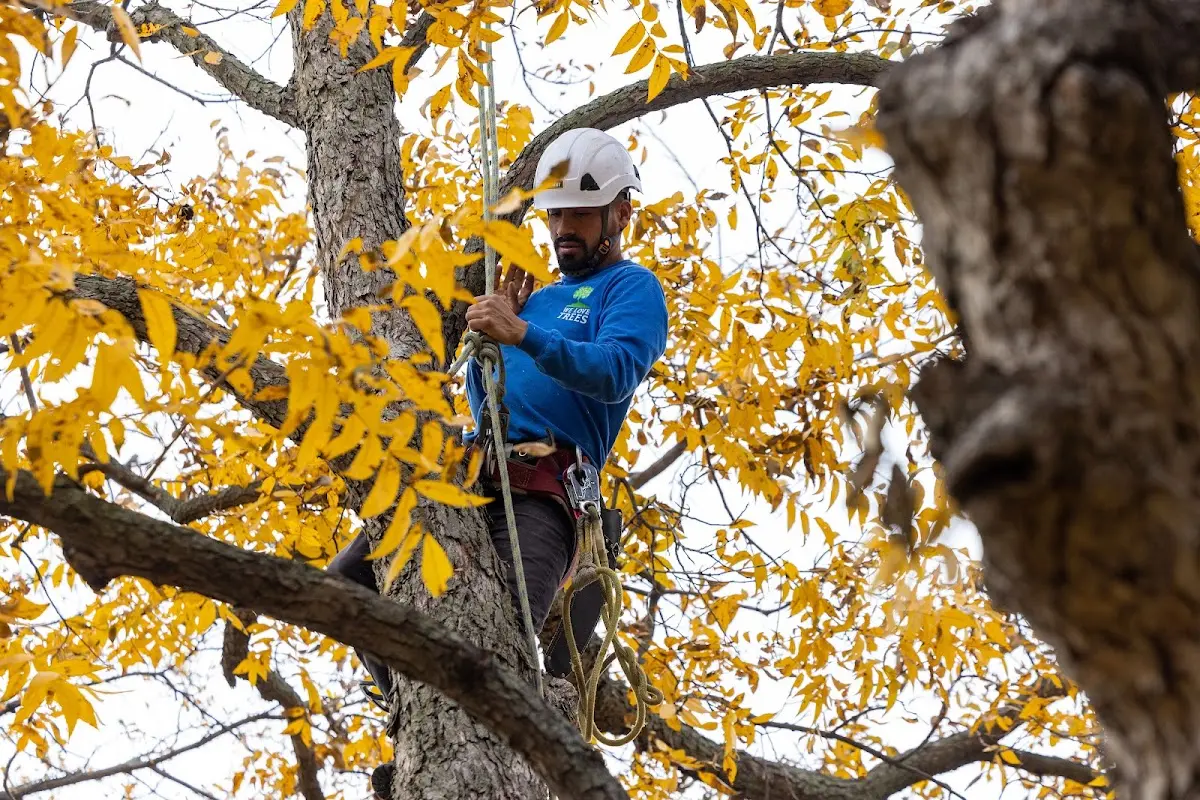 Skilled Tree Trimming crew working in Williams Bay
