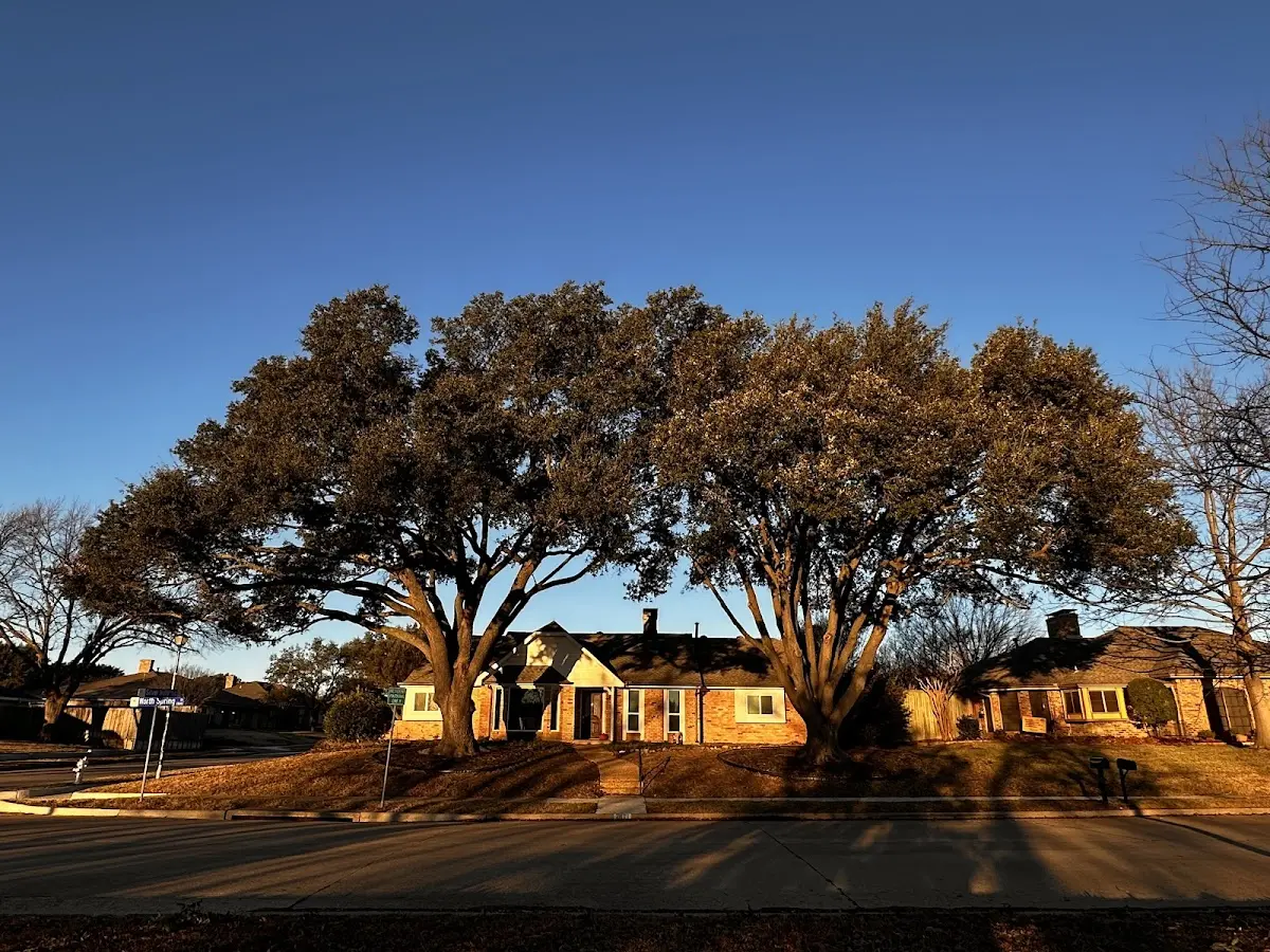Established residential canopy tree shading a home in Williams Bay